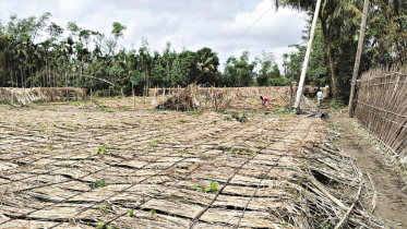 Betel leaf farmers in Moheshkhali devastated by Cyclone Hamoon