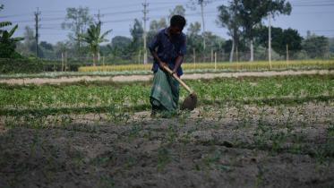 Potatoes set to get costlier as production costs double