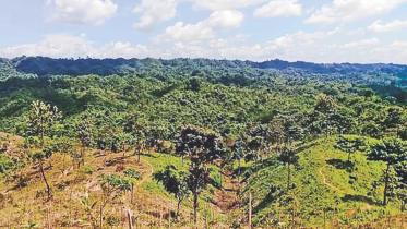 lathitila-forest.jpg