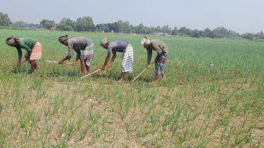 Higher onion set price doubles production cost
