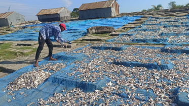dried-fish-kuakata