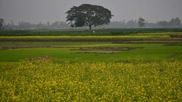 Mustard plantation high growth 