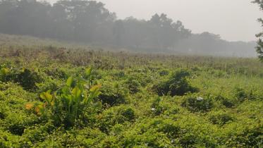 jayapara-lake-1.jpg