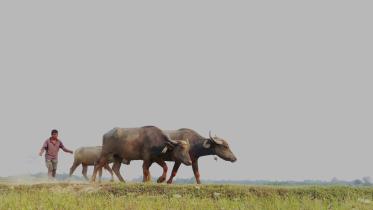 Buffalo herds bathing in golden dawn, their hooves making a mark on sun-kissed earth and herders leading these horned giants to lush green pastures -- scenes like these can no longer be seen in Urir Char due to climate change.