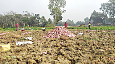 sweet-potato.jpg