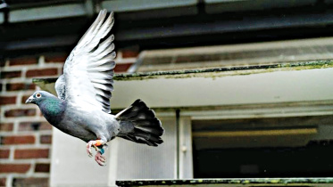 pigeon.jpg