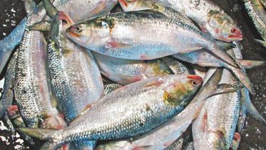 Like the refuse of the fish, the working class is also a refuse of the capitalist economy. FILE PHOTO: STAR