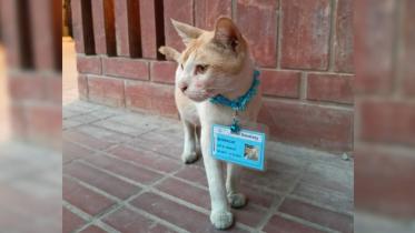 bracu_cat.jpg
