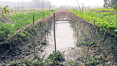 pirojpur_vegetable.jpg