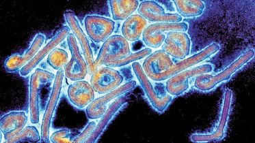 softviruses.jpg