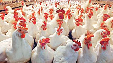 Chicken price soars by up to Tk 50 a kg in a month