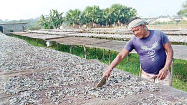 Bheem finds business in dried fish