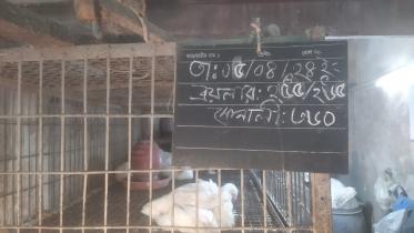 chicken prices