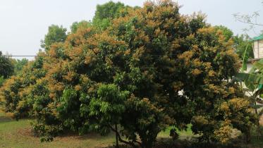 Lichi growers eyeing a bumper harvest