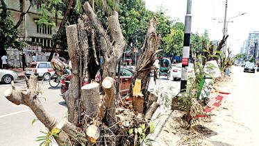 Trees are Dhaka’s saviours