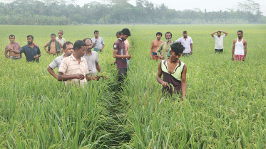 pirojpur_damaged_paddy_5.jpg