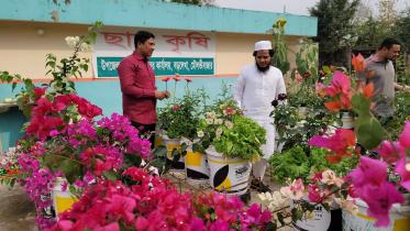 Delicate rooftop garden at Barlekha Upazila Agriculture Office