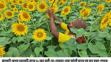 Farmers in southern coastal districts of Bangladesh are expanding their sunflower acreage to reap the benefit of higher edible oil prices.
