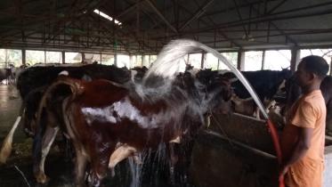 Heatwave impact on dairy sector in Bangladesh