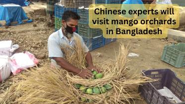 China wants to import mango from Bangladesh