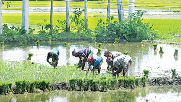 What Bangladeshi banks offer to farmers
