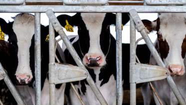 cattle.jpg