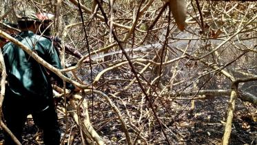 Protecting Sundarbans from future forest fires