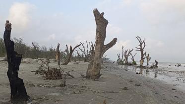 Kuakata beach forest degradation