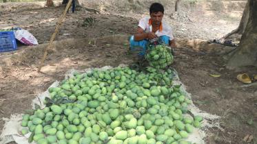 Price triples as mango season starts in Rajshahi