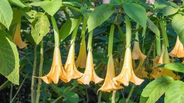 Brugmansia, from which scopolamine is extracted. 