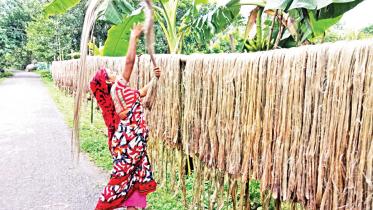 Bangladesh jute export challenges and solutions