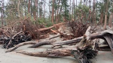 Cyclone Remal: 2cr trees on Patuakhali, Barguna forest land destroyed