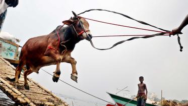 Price fluctuations in sacrificial animals market