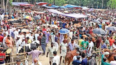 cattle-1.jpg