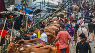 Cattle sales yet to gain momentum