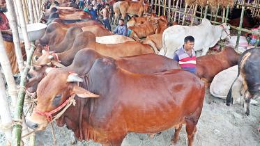 cattle-markets.jpg