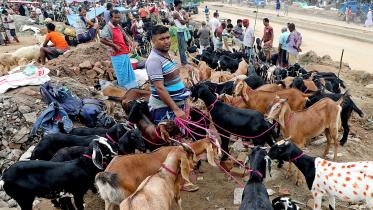 cattle-price-1.jpg
