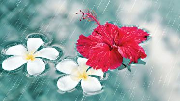 flower.jpg