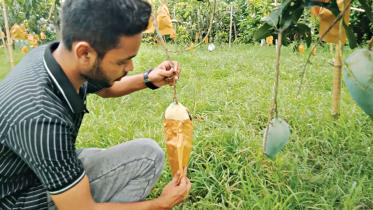 Mangoes from 4 continents in one single orchard