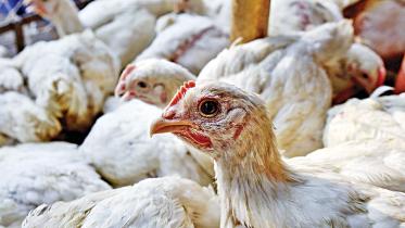 hen.jpg