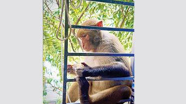 Urban monkey encounters in Dhaka