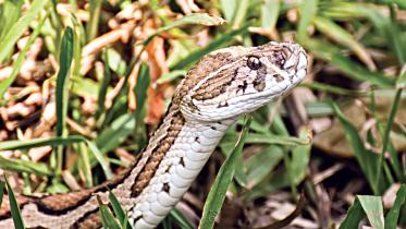 Russell’s Viper misinformation killing snakes