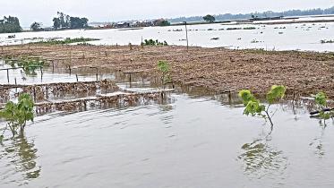 kurigram.jpg