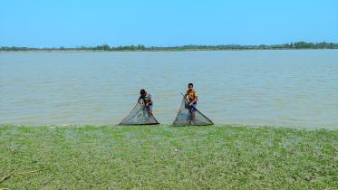 Shrimp fry collection goes on despite ban