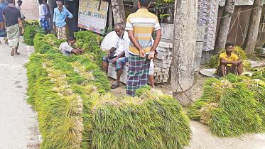 Aman cultivation: Sale of saplings sees rise in Rajbari