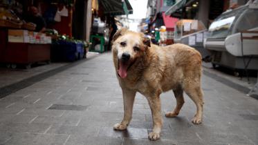 tukey_stray_dogs.jpg