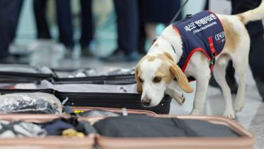 sniffer_dog.jpg