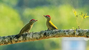 bird-nature-quest.jpg