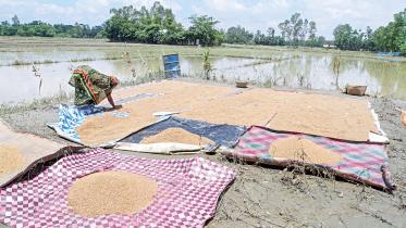 rice-acreage.jpg