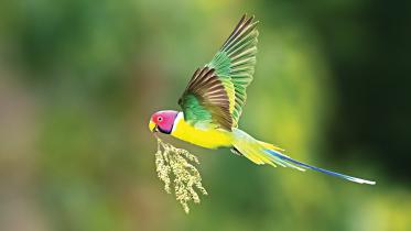 parrot.jpg
